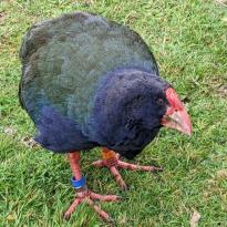 A large flightless green and blue bird with red beak and feet