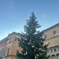 Photo of a Christmas Tree in Bologna 