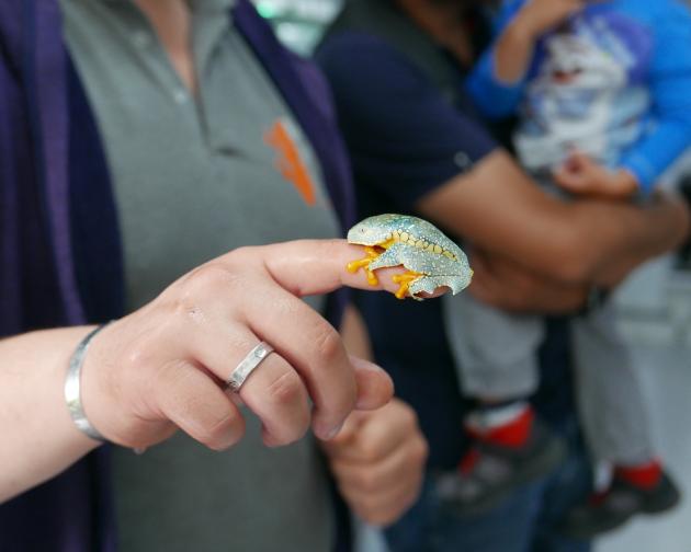 A tree frog clings to a persons's pointer finger in Quito, Ecuador.