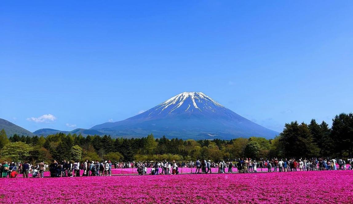 Mt. Fuji in the background with a field of pink flowers in the foreground.