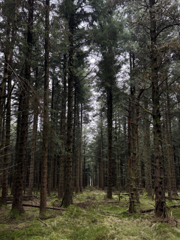 Trees on the Ticknock Fairy Trail