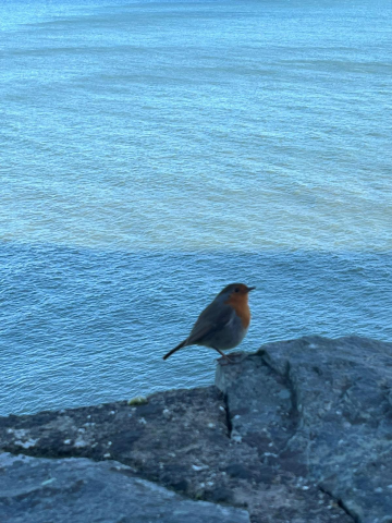 a bird of a ledge of a cliff