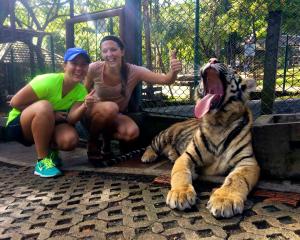 “It requires bravery to do something no one else around you is doing --- making tiger friends while abroad.”