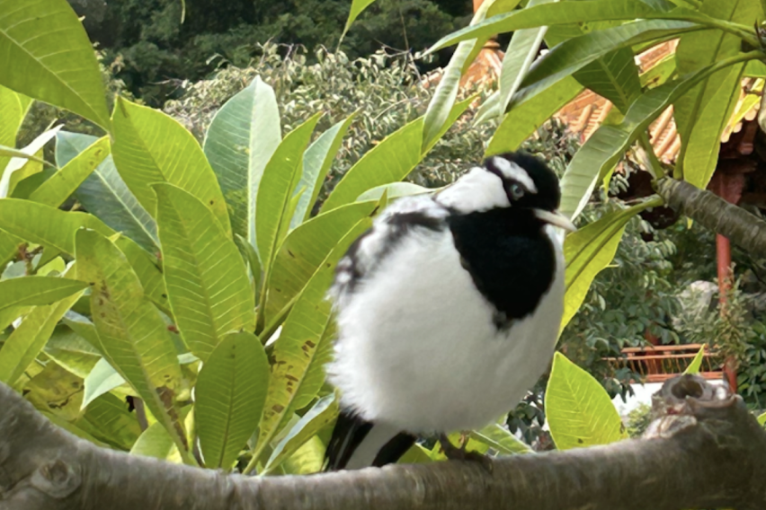 A picture of a magpie 