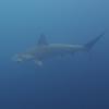 Cool Hammerhead picture from one of our dives!