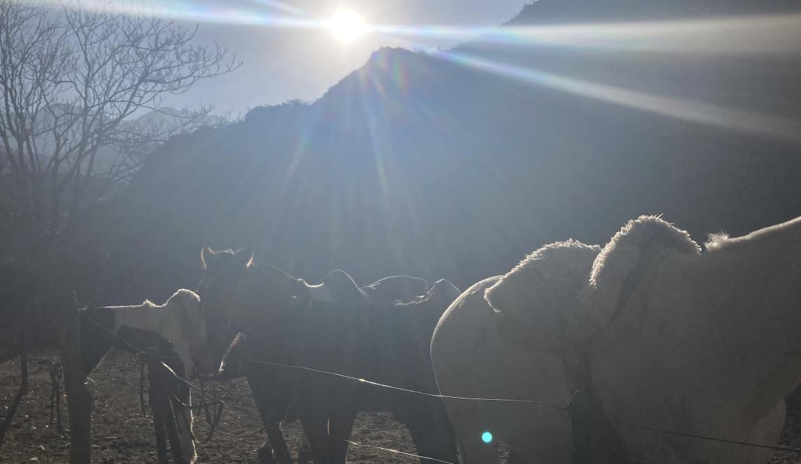 Horses grazing while the sun shines over mountains in the background