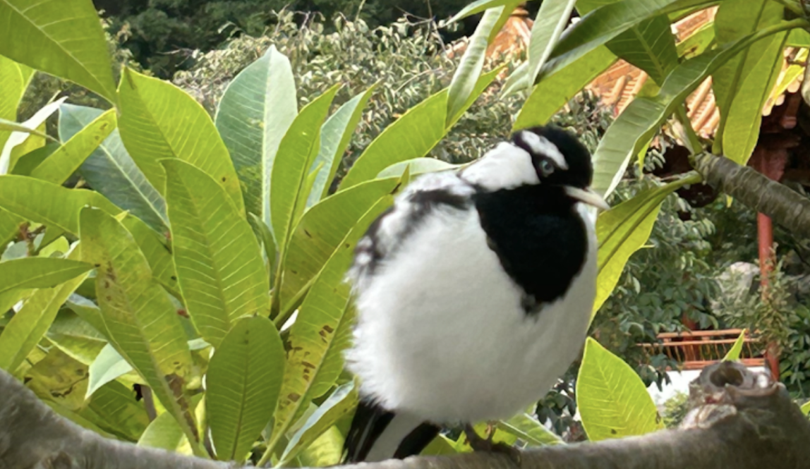 A picture of a magpie 