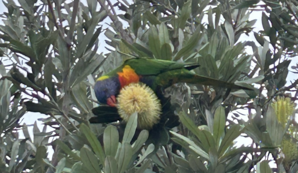 A rainbow lorikeet in a tree