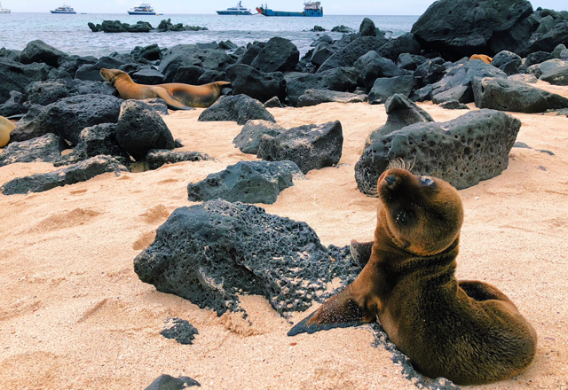 Galapagos Islands - Pup on Beach