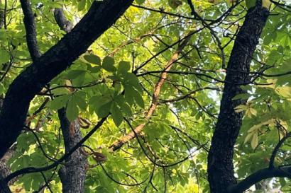 underneath of a tree with a view of crisscrossing leaves and canopy