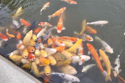A group of coy fish in the water at a garden in Hiroshima.