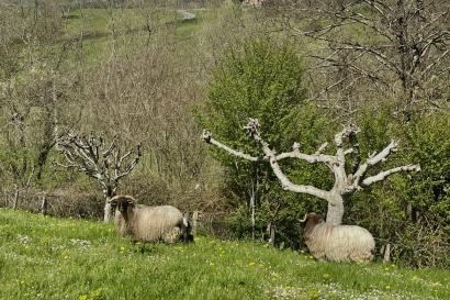 Sheep in the farm fields of Bilbao