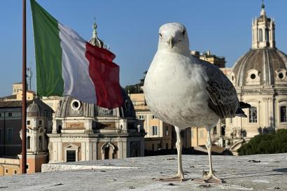 A pigeon with the Italian flag in the background. 