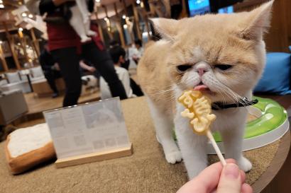 Picture of cat at cat cafe.
