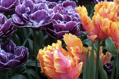 Beautiful orange and purple tulips