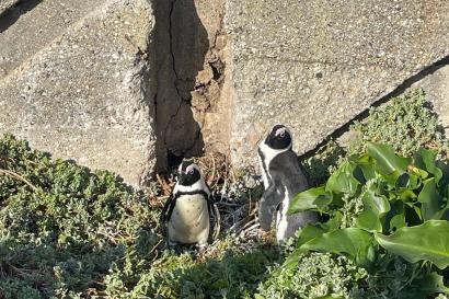 African Penguins at Betty's Bay