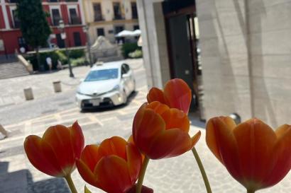 five tulips held in front of Plaza Nueva