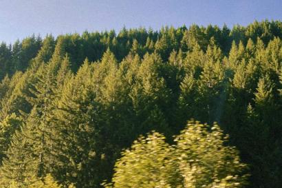 Image depicting a forest of evergreen trees with the sun casting a golden glow on the treetops.