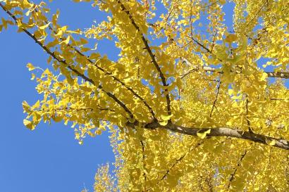 These trees turn a beautiful bright yellow in the fall!