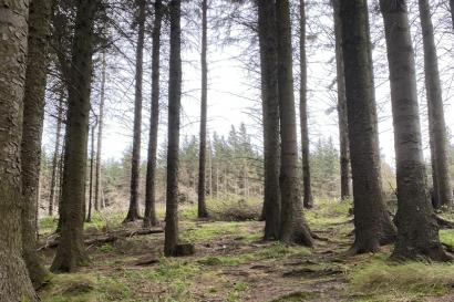 A gathering of trees in Ticknock Forest, Cty. Wicklow, Ireland