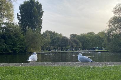 Two birds on the grass in St. Stephen's Green in front of a pond. Both birds are looking to the left. 