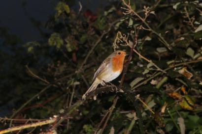 A small red and white bird is perched on a thorny branch amidst the darkness.
