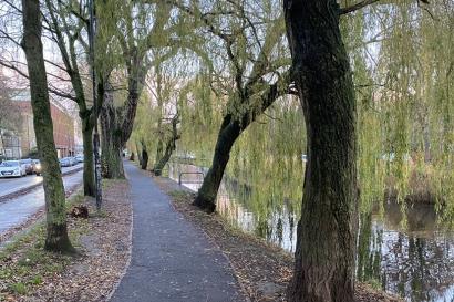 A path through trees along the Grand Canal in Dublin, it is sunset and the trees are light-green. 