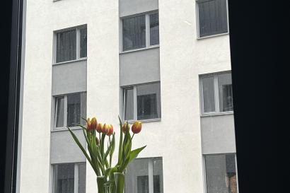 Tulips on my windowsill