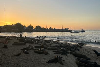 Sea lions near the Malecon