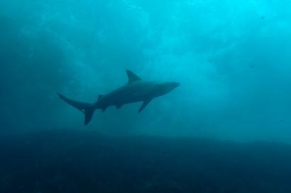 Shark seen while diving