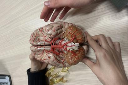 Plastic model of the human brain we used to study psychobiology at the University of Granada.