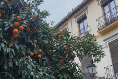 An orange tree against an apartment.
