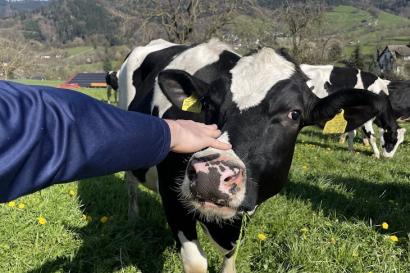 A hand reaches to pet the nose of a black and white cow