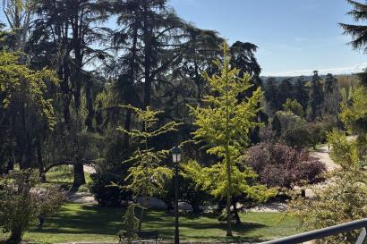 Picture of tree behind a fence 