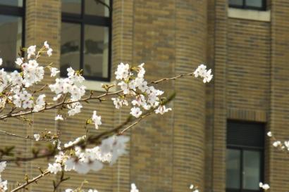 Picture of the cherry blossoms at Tsuruma Park