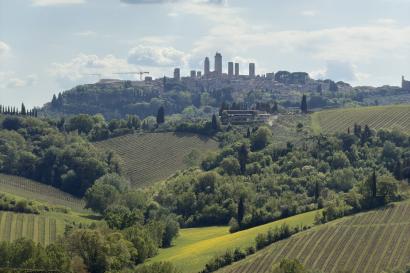 View from Fattoria Poggio Alloro Winery