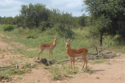 Impalas