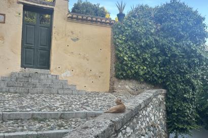 A cat sitting on a stone ledge in front of a yellow house