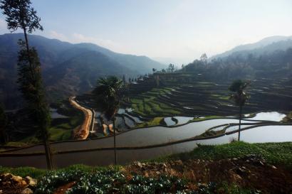 Honghe Rice Terraces 