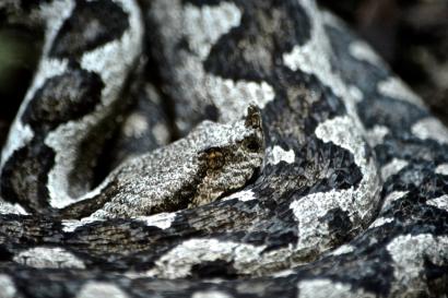 Gray and black patterned snake coiled closely. This alt text was added with Al; accuracy may vary.
