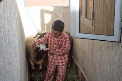 Child in pajamas feeding a sheep between buildings, sunlight streaming in. This alt text was added with Al; accuracy may vary.