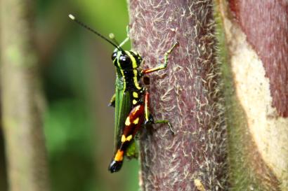 A beautiful grasshopper sitting on a tree