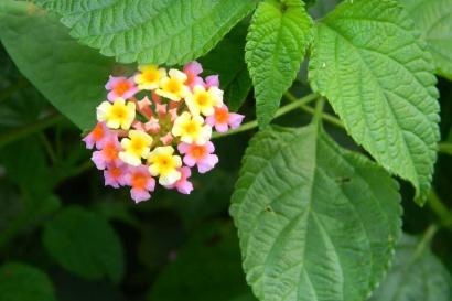 Colorful lantana flowers with vibrant green leaves. This alt text was added with Al; accuracy may vary.