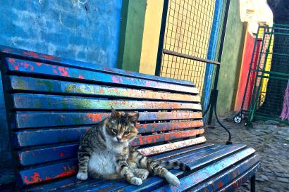 A cat guards his bench from foreigners in La Boca.