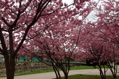 Cherry Blossoms in a Park in Vienna, Austria