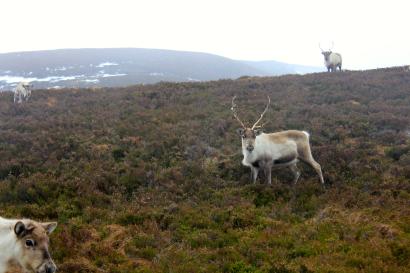 Reindeer grazing on a hilly, grassy landscape with a misty background. This alt text was added with Al; accuracy may vary.