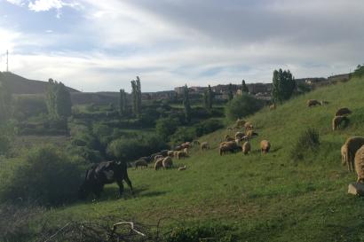 Group of people on a beach at dusk.

Empty covered market alley with closed shops.

Cows grazing on a green hillside under a cloudy sky. This alt text was added with Al; accuracy may vary.