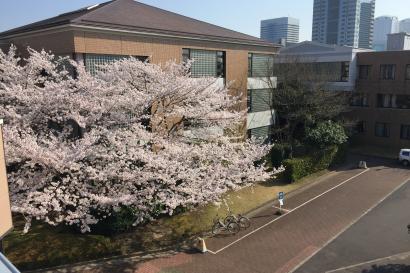 A large bloomed cherry blossom tree on the KUIS campus