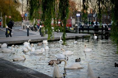 The Swans of the Grand Canal 