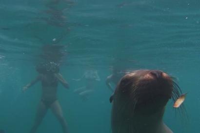 a woman and a sea lion underwater